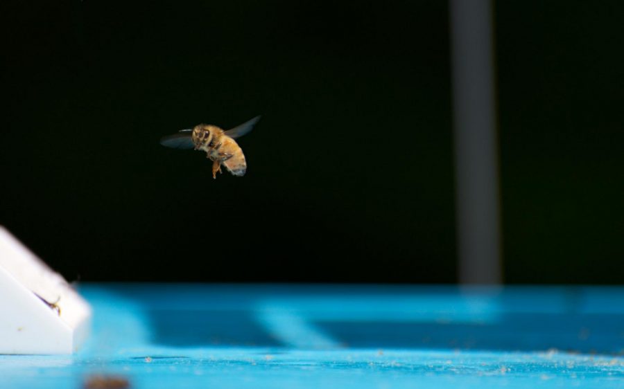 A honey bee aka a priceless flying cow hovers in mid-flight